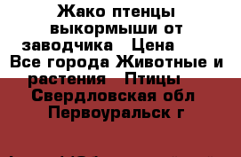 Жако птенцы выкормыши от заводчика › Цена ­ 1 - Все города Животные и растения » Птицы   . Свердловская обл.,Первоуральск г.